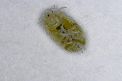 Platyarthridae