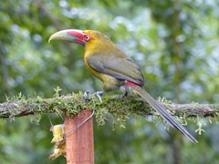 Pteroglossus bailloni