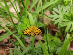 Pseudopanthera macularia