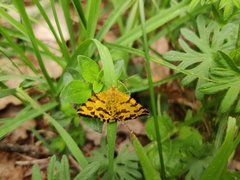 Pseudopanthera macularia