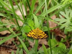 Pseudopanthera macularia