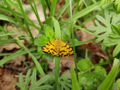 Pseudopanthera macularia