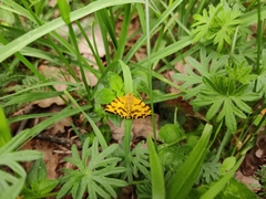 Pseudopanthera macularia