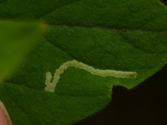 Aulagromyza cornigera