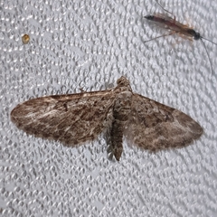 Eupithecia nanata
