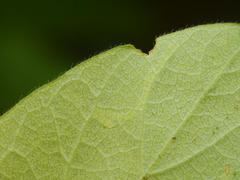 Aulagromyza cornigera