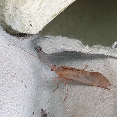 Limnephilus flavicornis