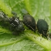 Black Bean Aphid - Photo (c) Alexis, some rights reserved (CC BY), uploaded by Alexis