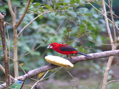 Ramphocelus bresilius