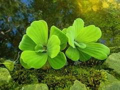 Pistia