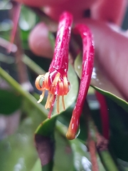 Benthamina alyxifolia