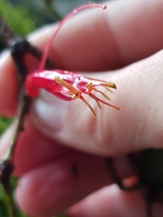 Benthamina alyxifolia