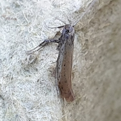 Aspilapteryx tringipennella