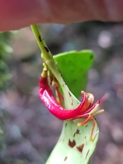 Benthamina alyxifolia