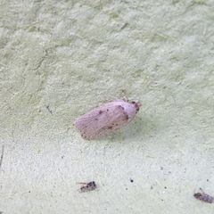 Agonopterix yeatiana