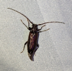 Opsimus quadrilineatus