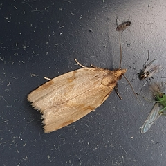 Paramesia gnomana