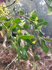 Benthamina alyxifolia