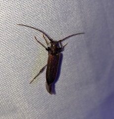 Opsimus quadrilineatus