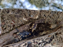 Salamandra salamandra