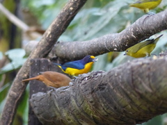 Euphonia violacea