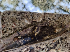 Salamandra salamandra