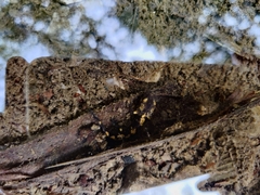 Salamandra salamandra