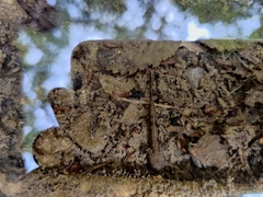 Salamandra salamandra