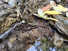 Salamandra salamandra