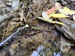 Salamandra salamandra