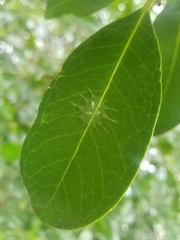 Stenopsocidae