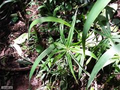 Cyperus albostriatus