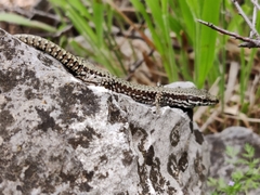 Podarcis muralis