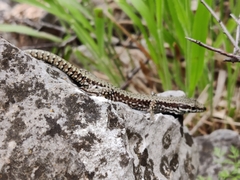 Podarcis muralis
