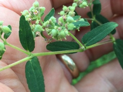 Euphorbia lasiocarpa