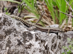 Podarcis muralis