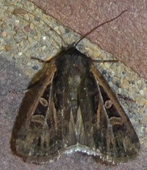 Euxoa divergens