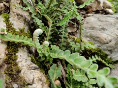 Asplenium ceterach