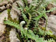 Asplenium ceterach