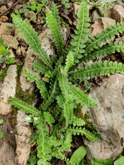 Asplenium ceterach