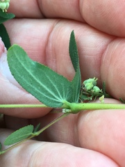 Euphorbia lasiocarpa