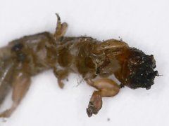Embioptera