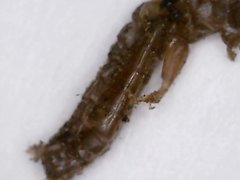 Embioptera