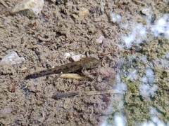 Salamandra salamandra