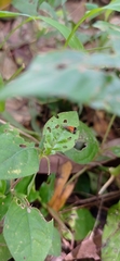Tricyanaula aurantiaca