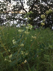 Euphorbia lasiocarpa