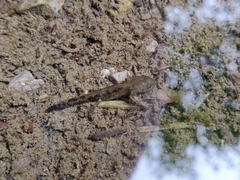 Salamandra salamandra