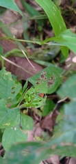 Tricyanaula aurantiaca