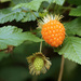Salmonberry - Photo (c) Maxwell Mantell, some rights reserved (CC BY-NC)