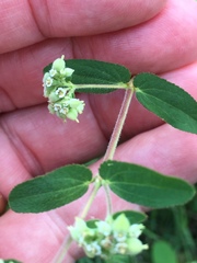 Euphorbia lasiocarpa